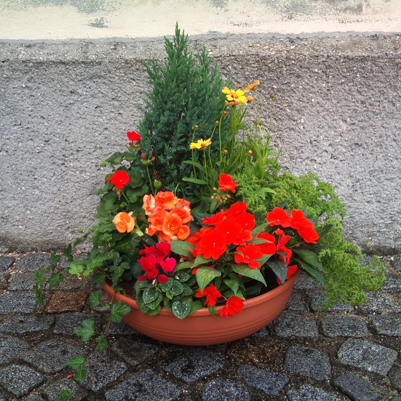 BS 3 - aus Koniferen, Kokadenblumen, roten Begonien, roten Cyklamen, roten Impatien, Efeu, Farne