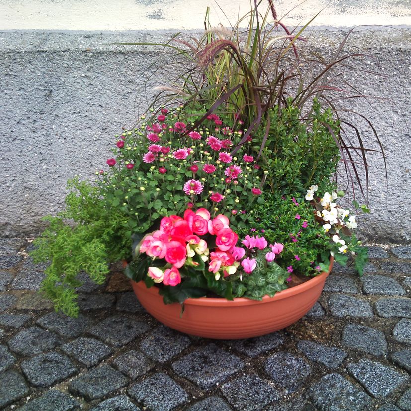 BS 7 - aus rotem Gras, Bux, Chrysanthemen, Farne, Begonien, Cyklamen, Myrthen, Eisbegonien