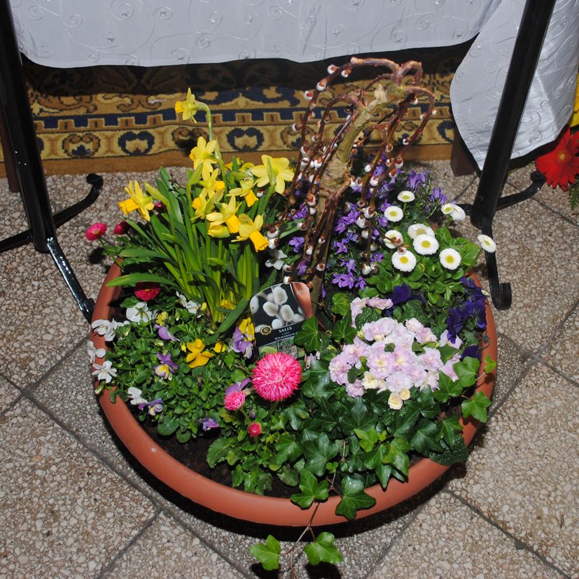 BS 8 -  Mininarzissen, Bellis rosa und weiß, Miniviolen, Primeln, Campanula, Efeu, Palmkätzchen