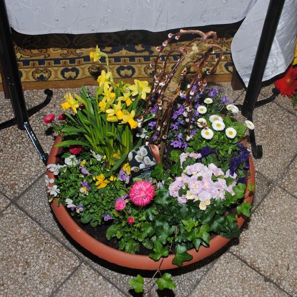 BS 8 - Mininarzissen, Bellis rosa und weiß, Miniviolen, Primeln, Campanula, Efeu, Palmkätzchen